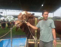 Marhaban, Sapi Kontes Berbobot 1,1 Ton Asal Kediri Ditawar Rp150 Juta