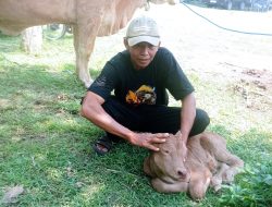 Pedhet Sapi Lahir di Arena Kontes Ternak 2026, Diberi Nama “Kontes”