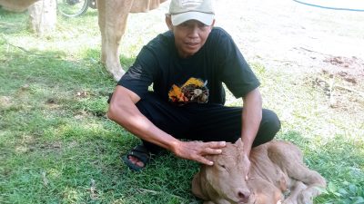 Pedhet Sapi Lahir di Arena Kontes Ternak 2026, Diberi Nama “Kontes”