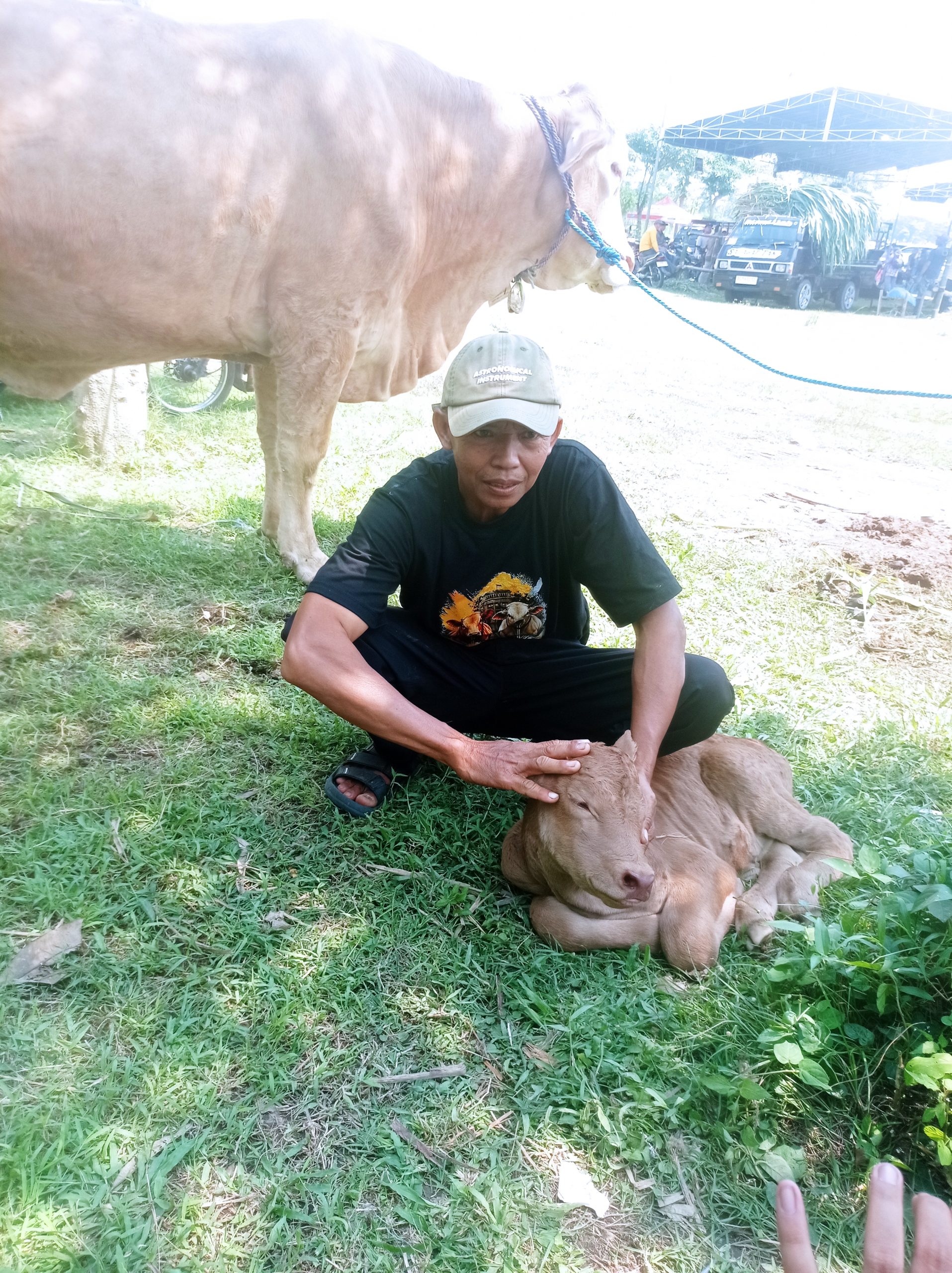 Pedhet Sapi Lahir di Arena Kontes Ternak 2026, Diberi Nama “Kontes”