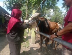 Pemeriksaan Hewan di Pasar Hewan Ngadiluwih Tak Temukan Adanya Penyakit