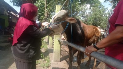 Pemeriksaan Hewan di Pasar Hewan Ngadiluwih Tak Temukan Adanya Penyakit