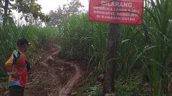 Aktivitas Eskavator di Alas Gedangan Jombang Jadi Sorotan, Perhutani Sebut Ada Dugaan Pungutan ke Pesanggem