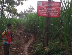 Aktivitas Eskavator di Alas Gedangan Jombang Jadi Sorotan, Perhutani Sebut Ada Dugaan Pungutan ke Pesanggem