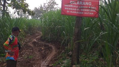 Aktivitas Eskavator di Alas Gedangan Jombang Jadi Sorotan, Perhutani Sebut Ada Dugaan Pungutan ke Pesanggem
