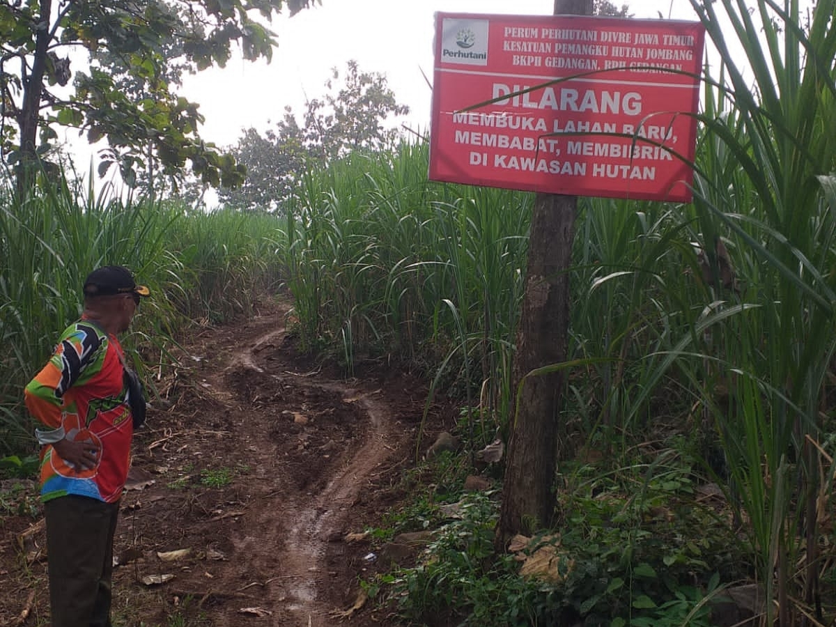 Aktivitas Eskavator di Alas Gedangan Jombang Jadi Sorotan, Perhutani Sebut Ada Dugaan Pungutan ke Pesanggem
