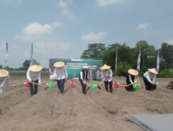 Gubernur Khofifah Pimpin Tanam Perdana Program Bongkar Ratoon Tebu di Kediri