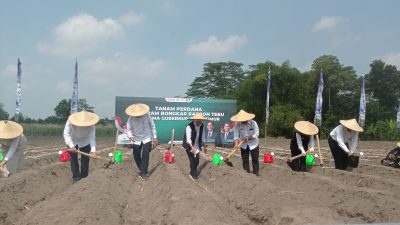 Gubernur Khofifah Pimpin Tanam Perdana Program Bongkar Ratoon Tebu di Kediri