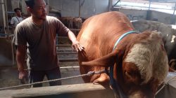 Harga Hewan Kurban Menggembirakan, Penjualan Sapi Peternak Kediri Meningkat Tajam