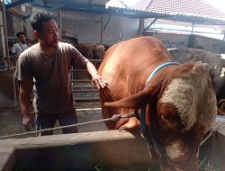 Harga Hewan Kurban Menggembirakan, Penjualan Sapi Peternak Kediri Meningkat Tajam