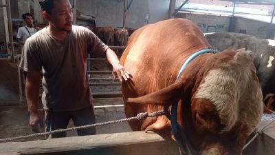 Harga Hewan Kurban Menggembirakan, Penjualan Sapi Peternak Kediri Meningkat Tajam