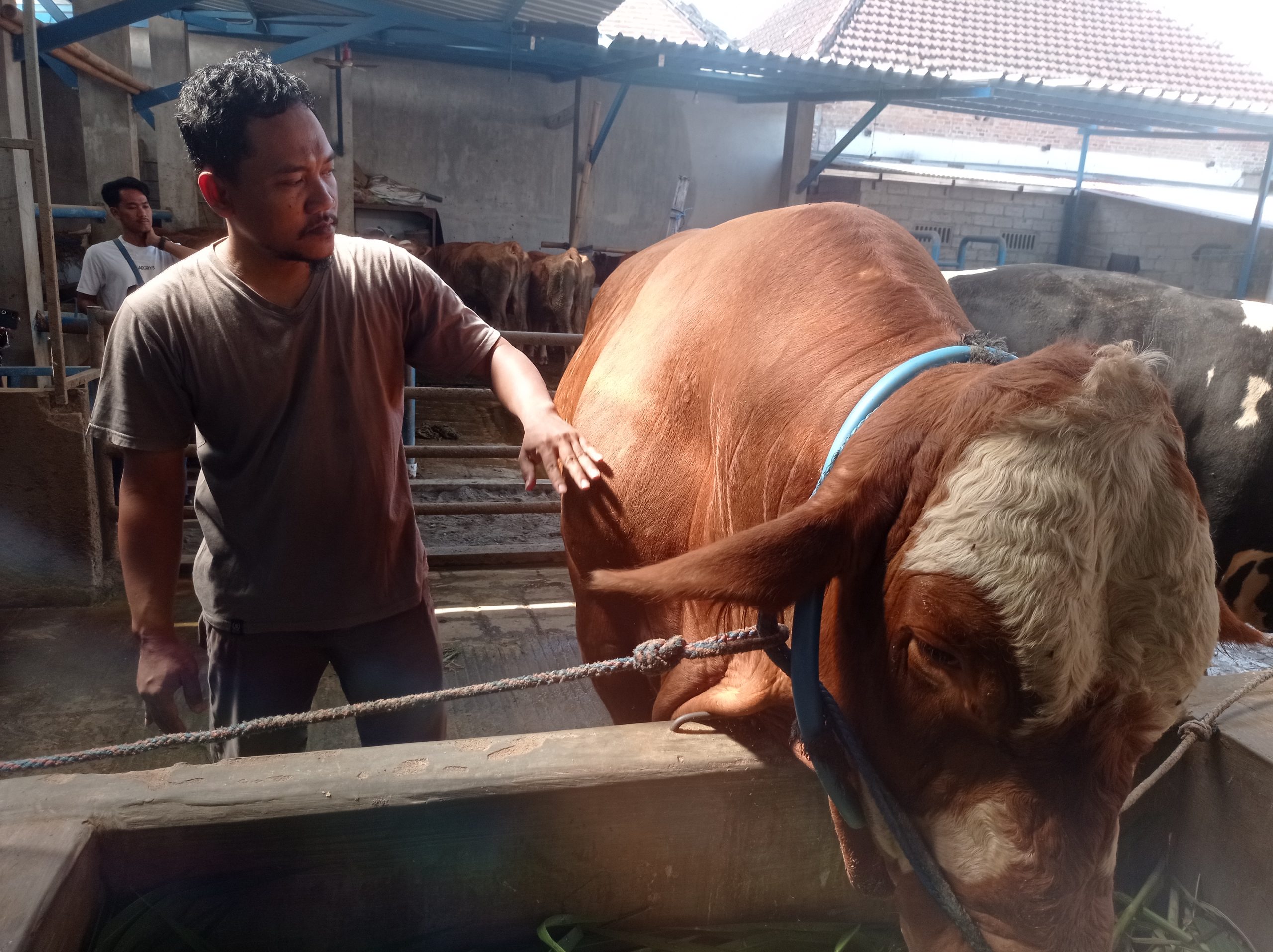 Harga Hewan Kurban Menggembirakan, Penjualan Sapi Peternak Kediri Meningkat Tajam