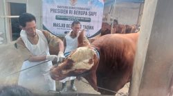 Sapi Warga Pule Kandat Dibeli Presiden Prabowo Seharga Rp108 Juta