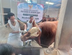 Sapi Warga Pule Kandat Dibeli Presiden Prabowo Seharga Rp108 Juta