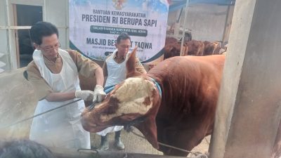Sapi Warga Pule Kandat Dibeli Presiden Prabowo Seharga Rp108 Juta
