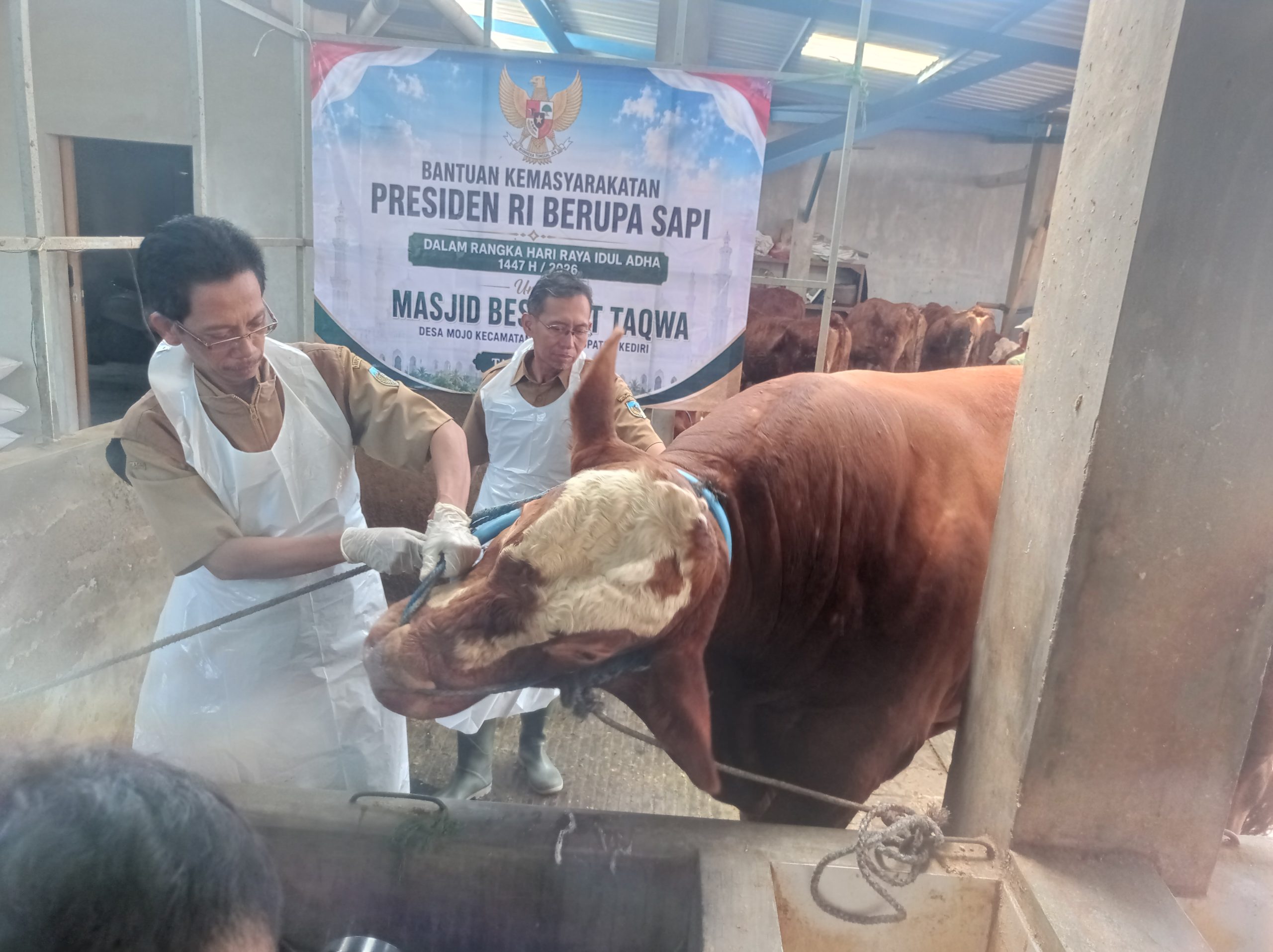 Sapi Warga Pule Kandat Dibeli Presiden Prabowo Seharga Rp108 Juta