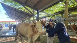 Jelang Idul Adha, DPKH Tulungagung Intensif Pantau Lalu Lintas Ternak, Hewan Kurban Dipastikan Sehat