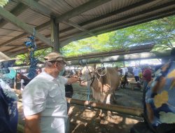 Jelang Idul Adha, Pengiriman Ternak dari Tulungagung Meningkat, 700 Kali Pengiriman Kambing Tercatat dalam Sepekan