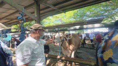 Jelang Idul Adha, Pengiriman Ternak dari Tulungagung Meningkat, 700 Kali Pengiriman Kambing Tercatat dalam Sepekan