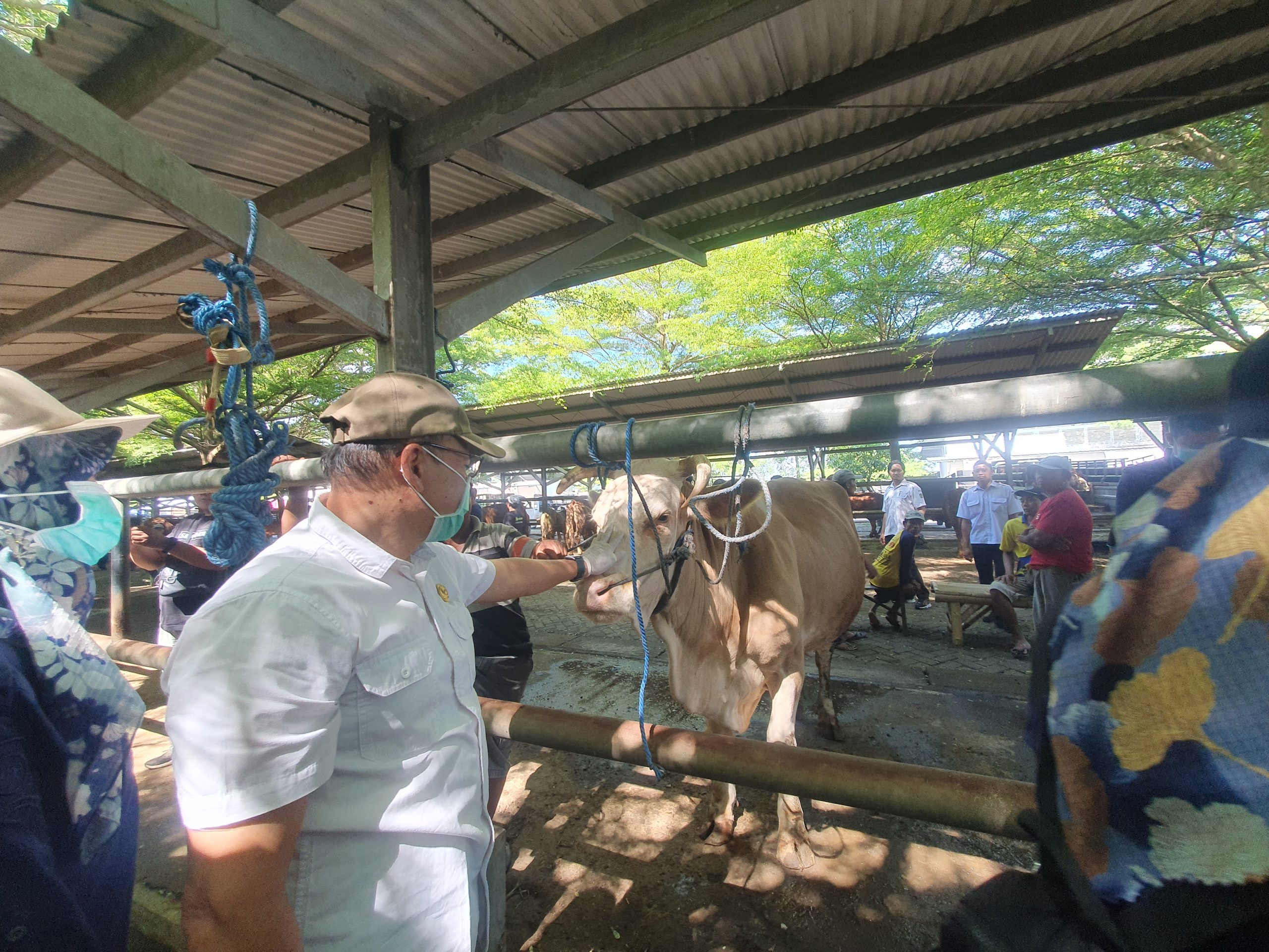 Jelang Idul Adha, Pengiriman Ternak dari Tulungagung Meningkat, 700 Kali Pengiriman Kambing Tercatat dalam Sepekan