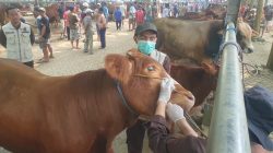 Jelang Idul Adha 2026, Hewan Kurban di PHT Tulungagung Dipastikan Sehat dan Layak