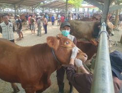 Harga Sapi dan Kambing di Tulungagung Mulai Naik Jelang Idul Adha 2026, Permintaan Hewan Kurban Meningkat