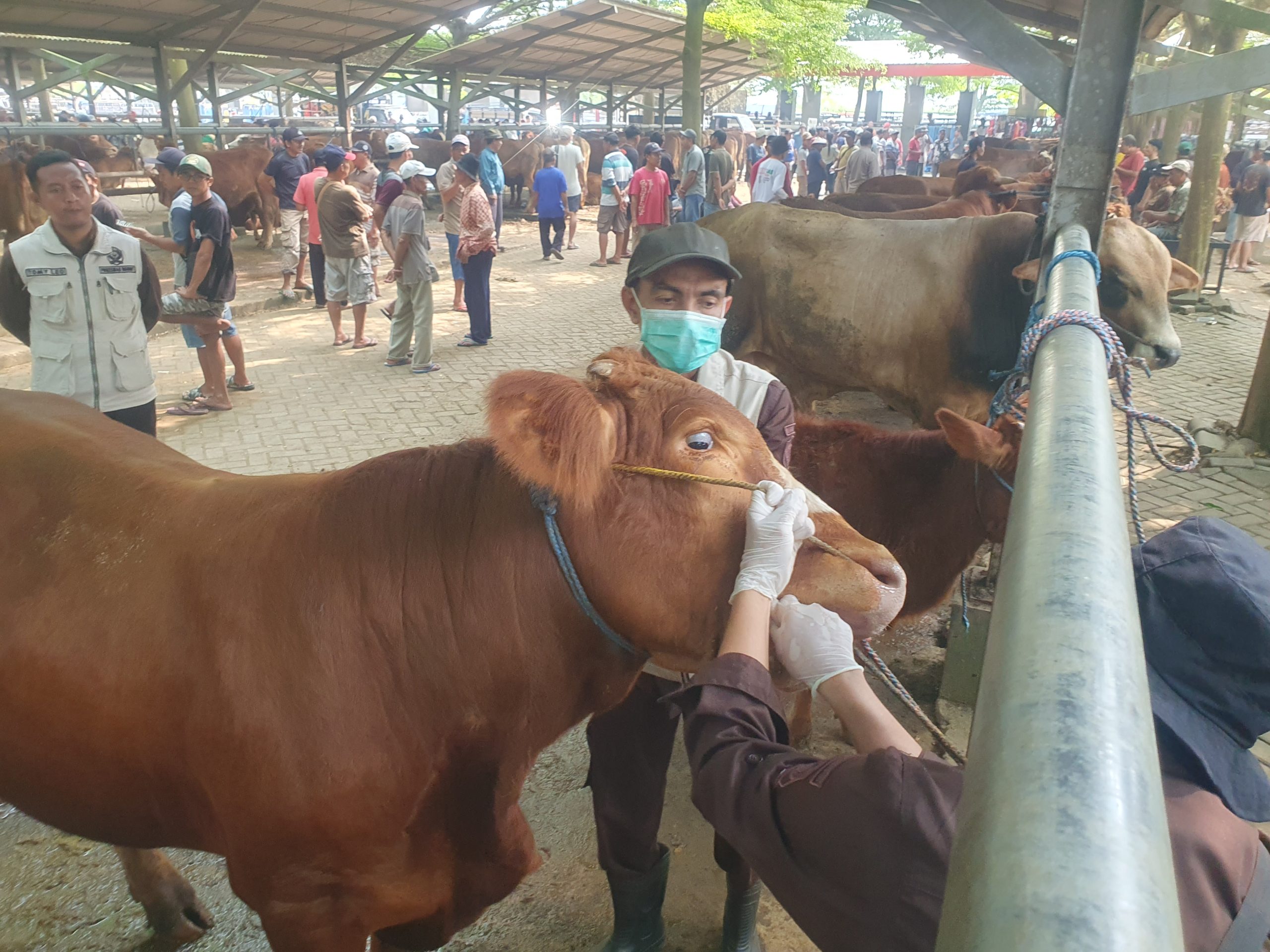 Harga Sapi dan Kambing di Tulungagung Mulai Naik Jelang Idul Adha 2026, Permintaan Hewan Kurban Meningkat