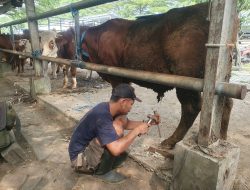 Jelang Idul Adha 2026, Jasa Salon Sapi di PHT Tulungagung Banjir Orderan, Sehari Raup Rp300 Ribu Lebih