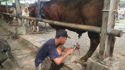 Jelang Idul Adha 2026, Jasa Salon Sapi di PHT Tulungagung Banjir Orderan, Sehari Raup Rp300 Ribu Lebih