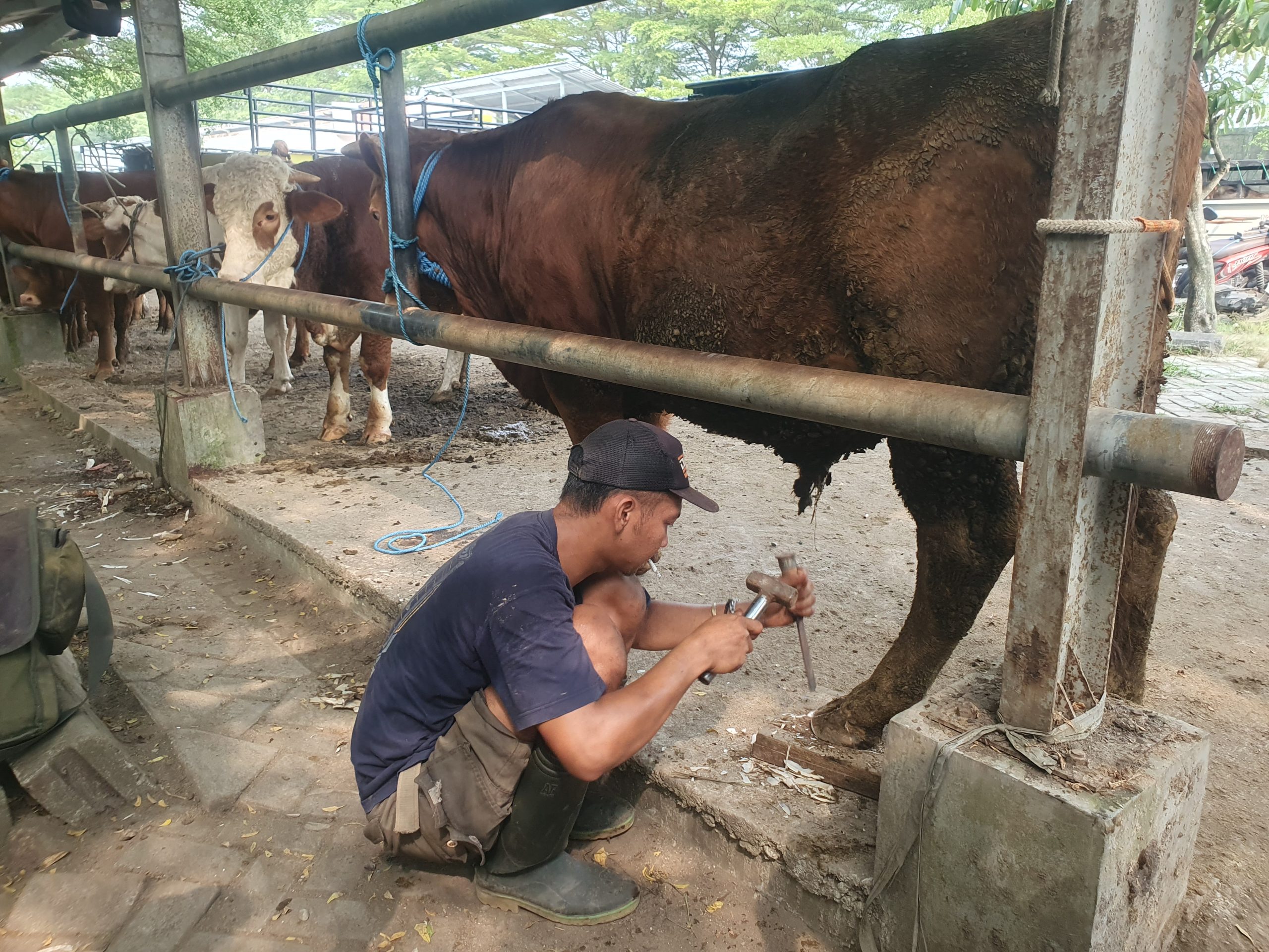 Jelang Idul Adha 2026, Jasa Salon Sapi di PHT Tulungagung Banjir Orderan, Sehari Raup Rp300 Ribu Lebih