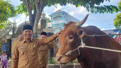 Sapi Bernama Fajar Milik Peternak Asal Tulungagung Dibeli Presiden, Laku Seharga Rp 132 Juta
