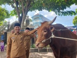Sapi Bernama Fajar Milik Peternak Asal Tulungagung Dibeli Presiden, Laku Seharga Rp 132 Juta