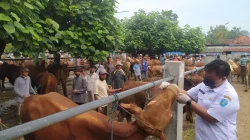 Dispertahankan Kabupaten Ponorogo Masifkan Pemeriksaan Kesehatan Hewan Kurban