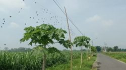 Dispertabun Kabupaten Kediri Salurkan Paranet Penghalau Hama untuk Petani