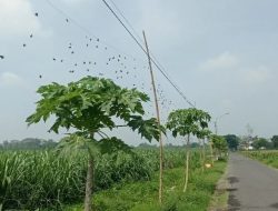 Dispertabun Kabupaten Kediri Salurkan Paranet Penghalau Hama untuk Petani