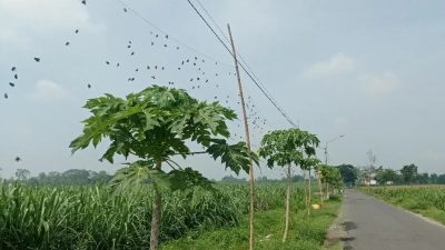 Dispertabun Kabupaten Kediri Salurkan Paranet Penghalau Hama untuk Petani