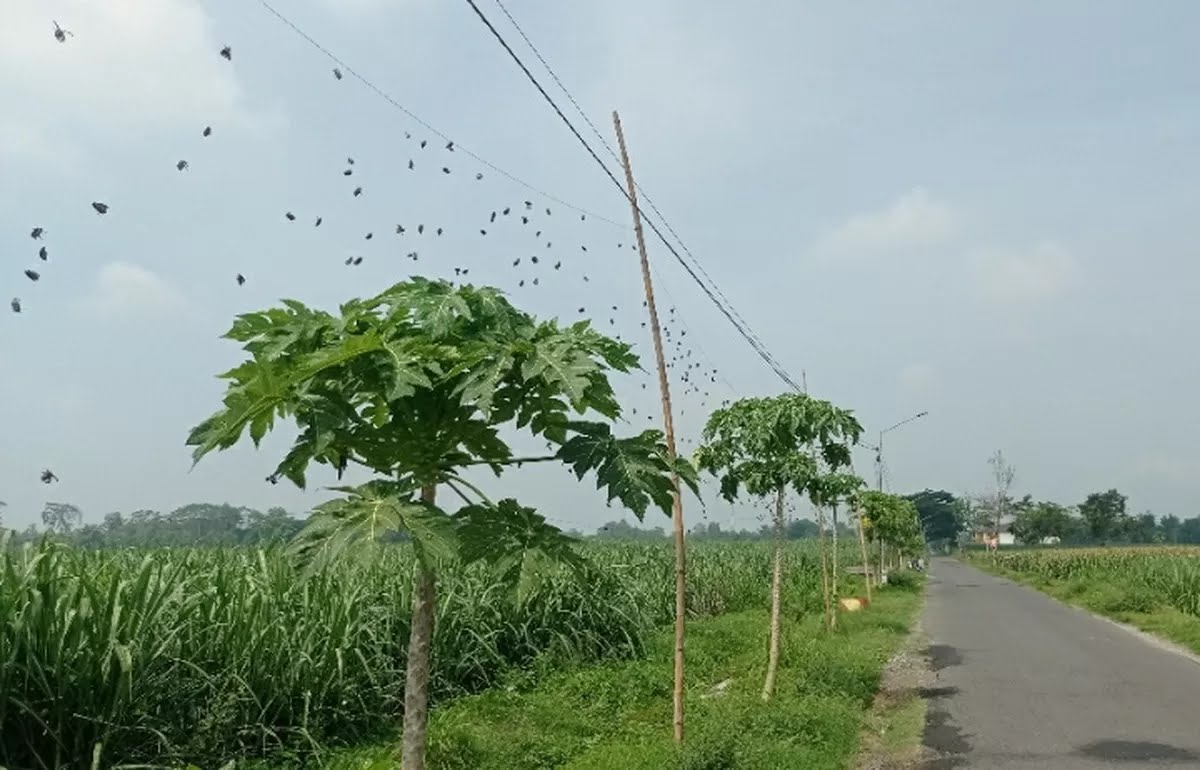 Dispertabun Kabupaten Kediri Salurkan Paranet Penghalau Hama untuk Petani