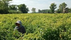 Permintaan Meningkat Saat Idul Adha, Harga Cabai Rawit di Kediri Tembus Rp70 Ribu per Kilogram