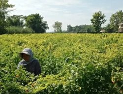 Permintaan Meningkat Saat Idul Adha, Harga Cabai Rawit di Kediri Tembus Rp70 Ribu per Kilogram