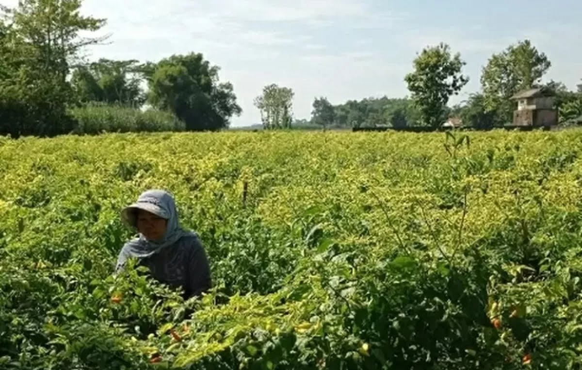 Permintaan Meningkat Saat Idul Adha, Harga Cabai Rawit di Kediri Tembus Rp70 Ribu per Kilogram