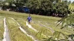 Dispertabun Kabupaten Kediri Bantu Pupuk dan Alat Penjemuran Petani Tembakau