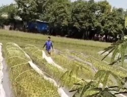Dispertabun Kabupaten Kediri Bantu Pupuk dan Alat Penjemuran Petani Tembakau