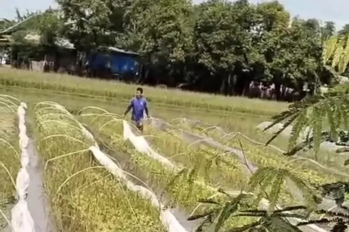 Dispertabun Kabupaten Kediri Bantu Pupuk dan Alat Penjemuran Petani Tembakau
