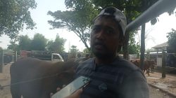 Jelang Idul Adha, Harga Hewan Kurban Naik