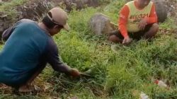 Pemdes Ringinrejo Gelar Kerja Bakti Bersama Warga dalam Rangka BBGRM