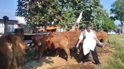 Jelang Idul Adha, Harga Hewan Kurban di Blitar Mulai Naik, DKPP Pastikan Stok Aman