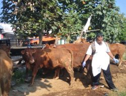 Jelang Idul Adha, Harga Hewan Kurban di Blitar Mulai Naik, DKPP Pastikan Stok Aman
