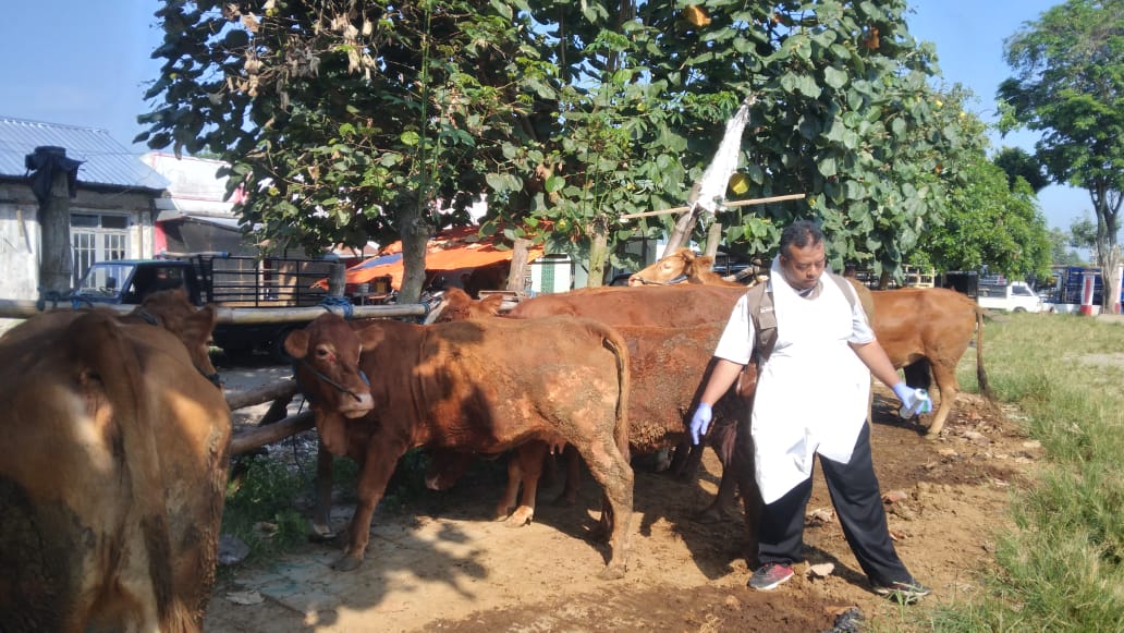 Jelang Idul Adha, Harga Hewan Kurban di Blitar Mulai Naik, DKPP Pastikan Stok Aman