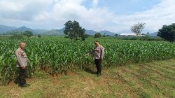 Dukung Ketahanan Pangan, Kabag SDM Polres Tulungagung Monitoring Jagung di Desa Bendungan