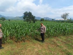 Dukung Ketahanan Pangan, Kabag SDM Polres Tulungagung Monitoring Jagung di Desa Bendungan